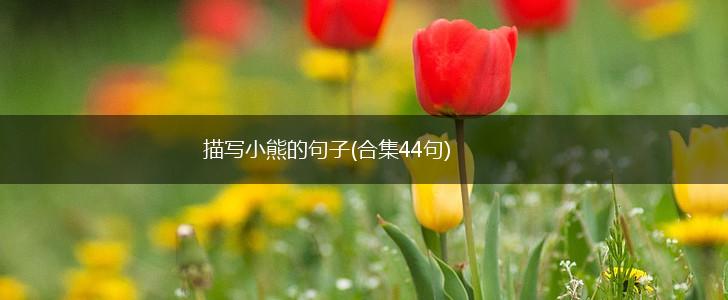 描写小熊的句子(合集44句),第1张