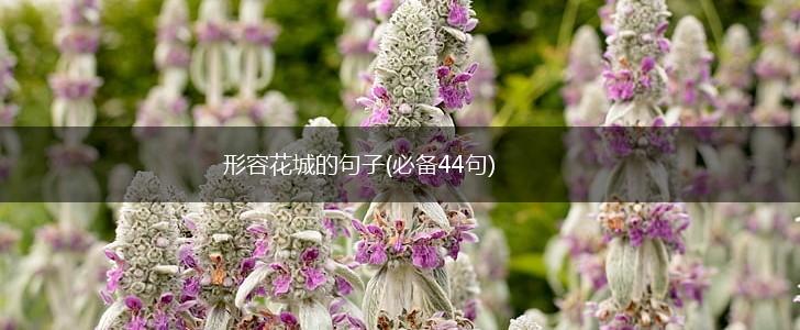 形容花城的句子(必备44句),第1张