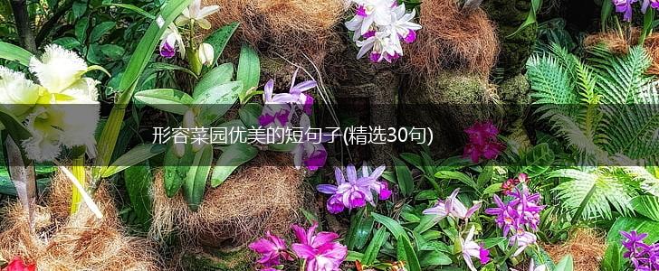 形容菜园优美的短句子(精选30句),第1张