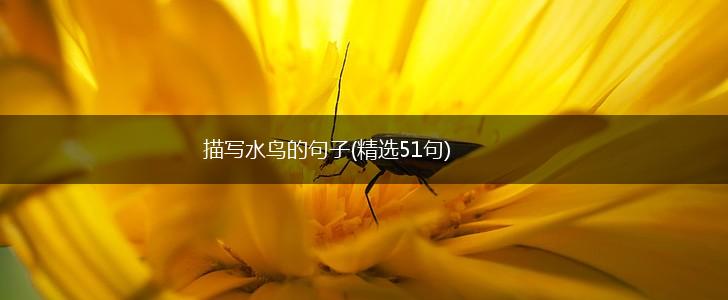 描写水鸟的句子(精选51句),第1张