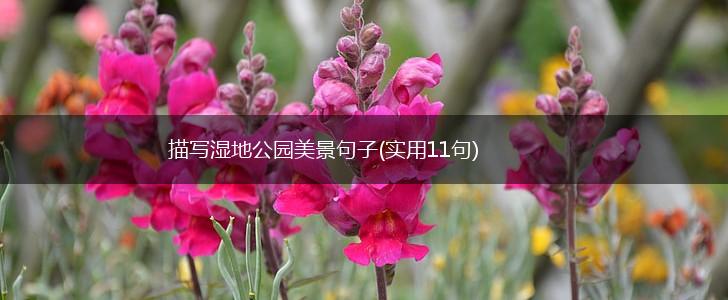 描写湿地公园美景句子(实用11句),第1张