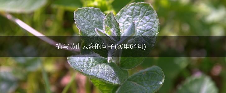 描写黄山云海的句子(实用64句),第1张
