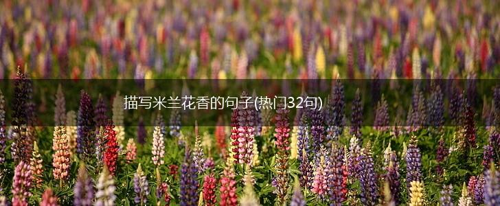 描写米兰花香的句子(热门32句),第1张