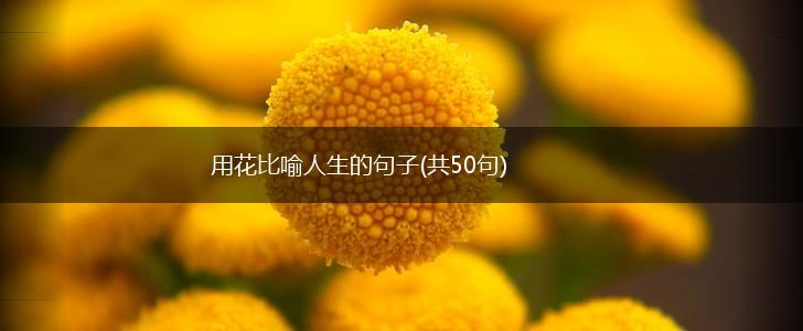 用花比喻人生的句子(共50句),第1张