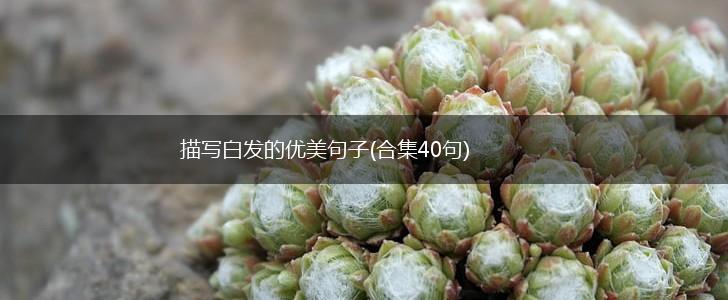 描写白发的优美句子(合集40句),第1张