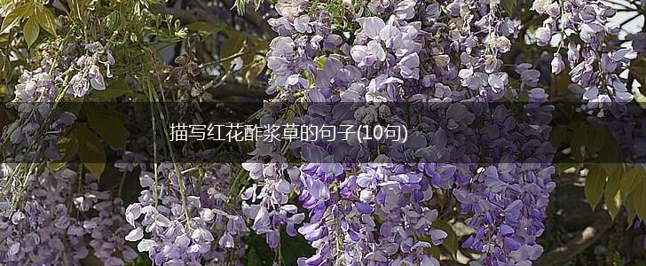 描写红花酢浆草的句子(10句),第1张