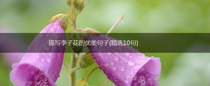 描写李子花的优美句子(精选10句),第1张