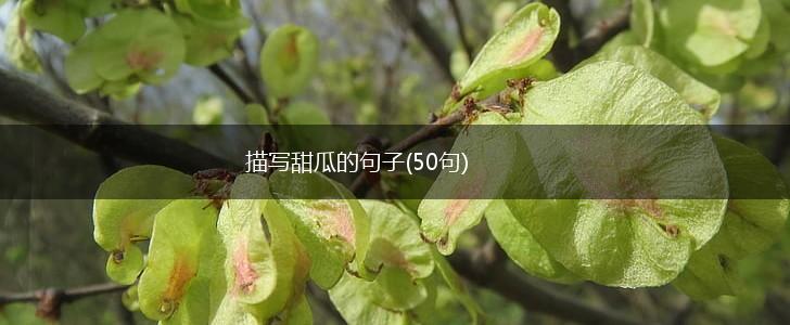 描写甜瓜的句子(50句),第1张