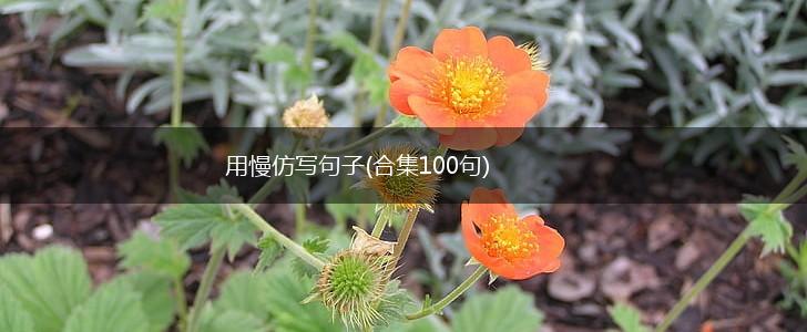 用慢仿写句子(合集100句),第1张
