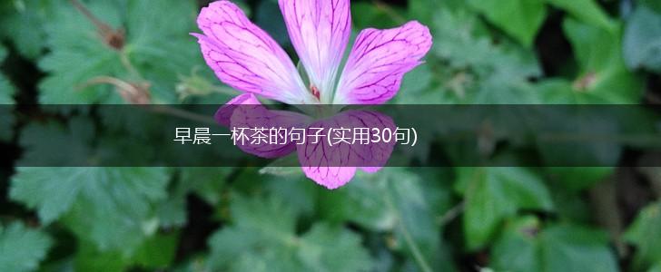 早晨一杯茶的句子(实用30句),第1张
