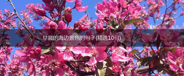 早晨的海边景色的句子(精选10句),第1张