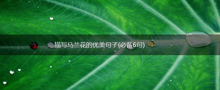 描写马兰花的优美句子(必备6句),第1张