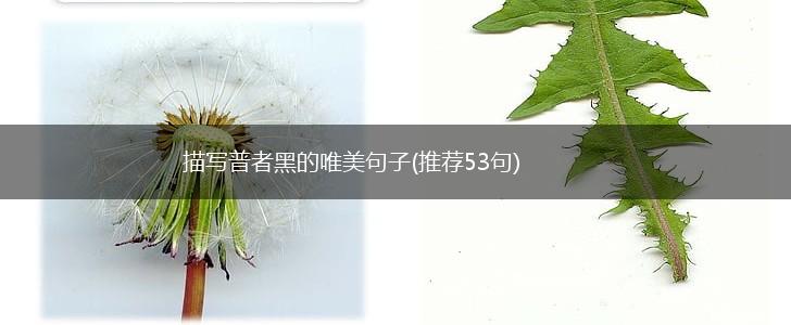 描写普者黑的唯美句子(推荐53句),第1张
