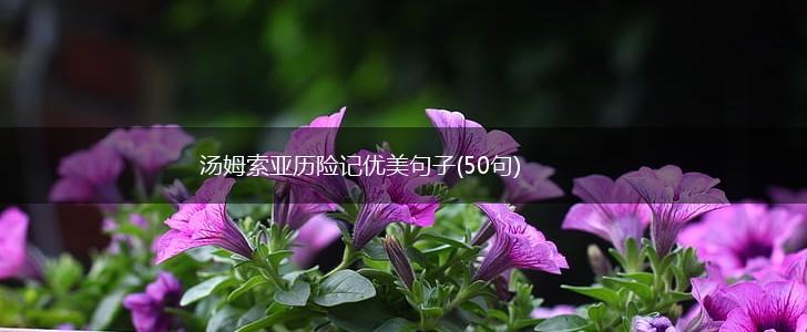 汤姆索亚历险记优美句子(50句),第1张