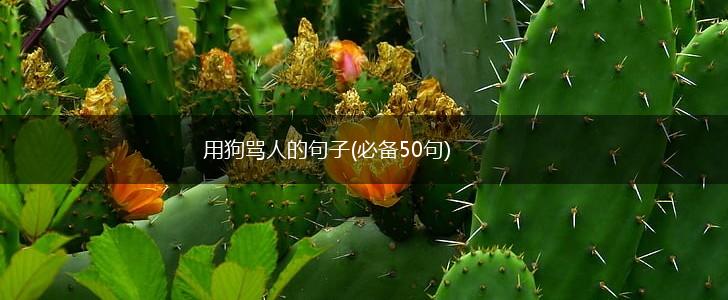 用狗骂人的句子(必备50句),第1张