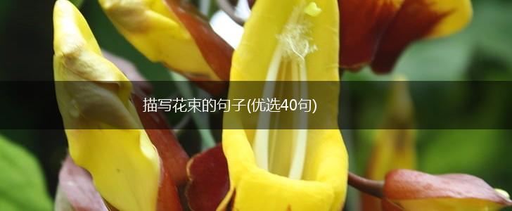 描写花束的句子(优选40句),第1张