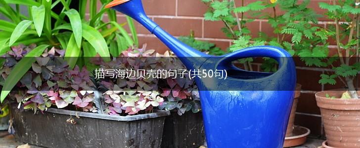 描写海边贝壳的句子(共50句),第1张