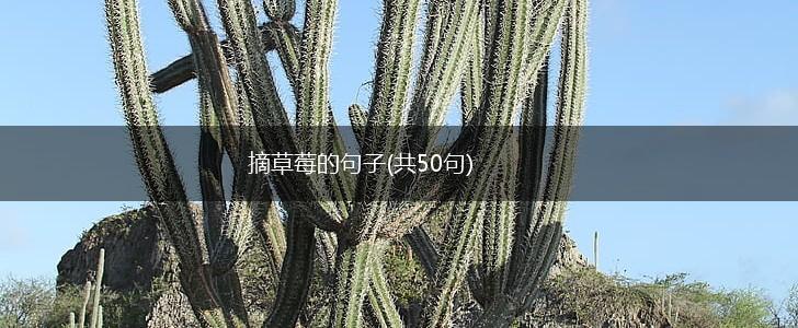 摘草莓的句子(共50句),第1张