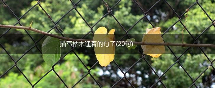 描写枯木逢春的句子(20句),第1张
