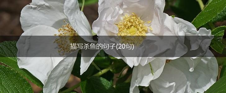 描写杀鱼的句子(20句),第1张