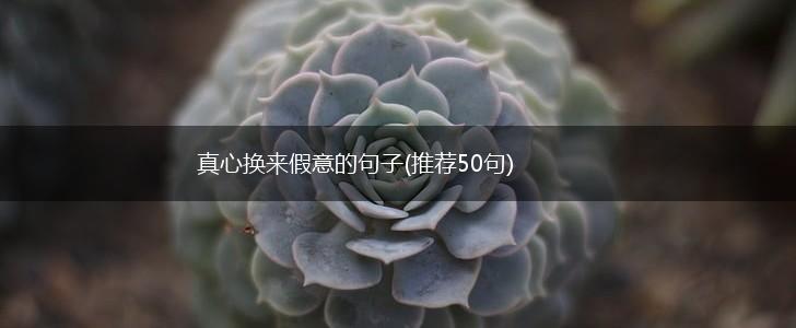 真心换来假意的句子(推荐50句),第1张
