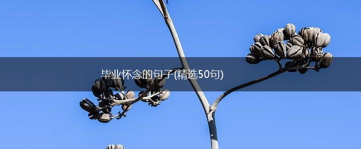 毕业怀念的句子(精选50句),第1张