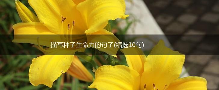 描写种子生命力的句子(精选10句),第1张