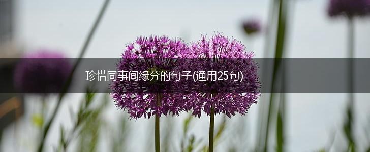 珍惜同事间缘分的句子(通用25句),第1张