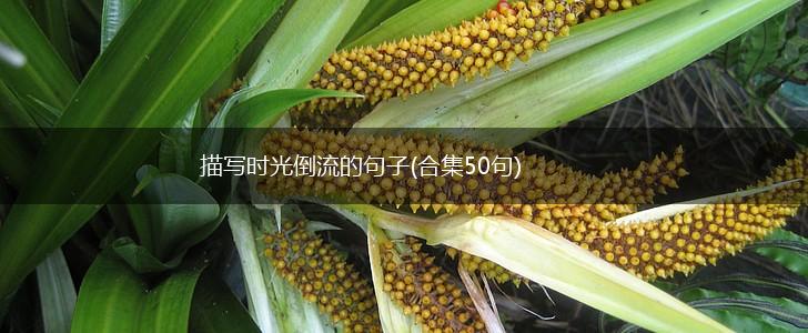 描写时光倒流的句子(合集50句),第1张