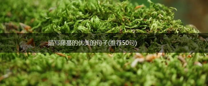 描写藤蔓的优美的句子(推荐50句),第1张