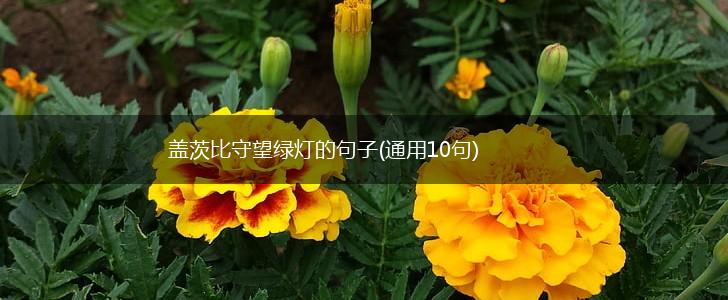 盖茨比守望绿灯的句子(通用10句),第1张