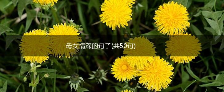 母女情深的句子(共50句),第1张