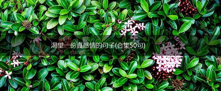 渴望一份真感情的句子(合集50句),第1张