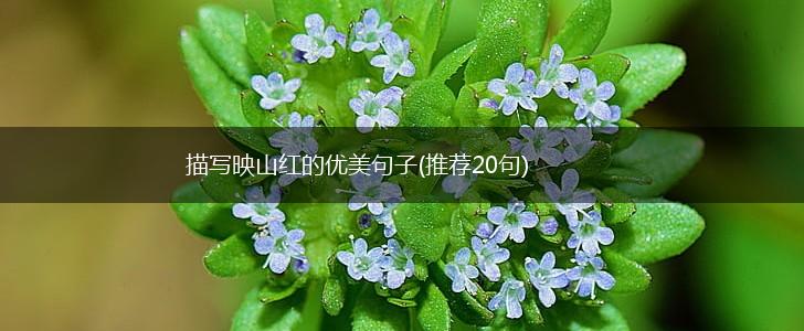 描写映山红的优美句子(推荐20句),第1张