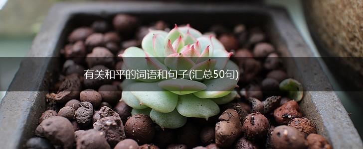 有关和平的词语和句子(汇总50句),第1张