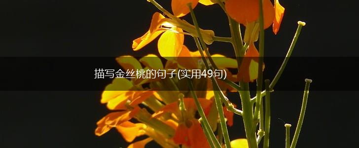 描写金丝桃的句子(实用49句),第1张