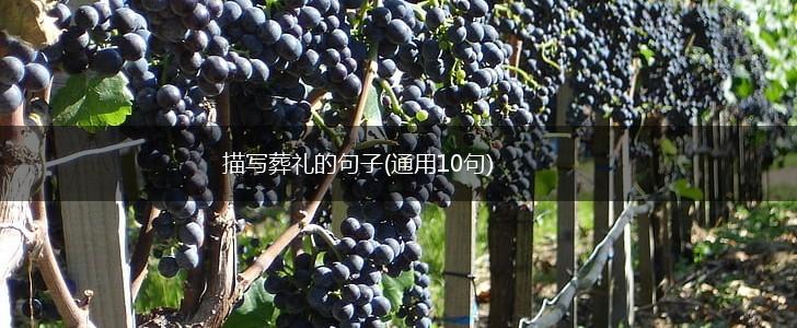 描写葬礼的句子(通用10句),第1张