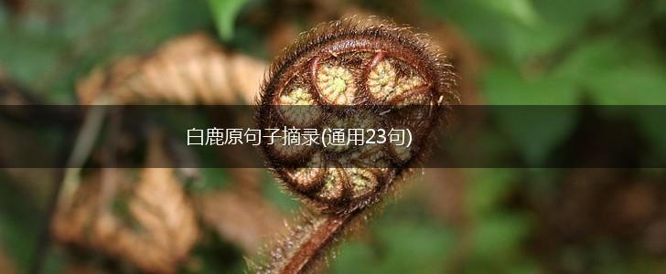白鹿原句子摘录(通用23句),第1张