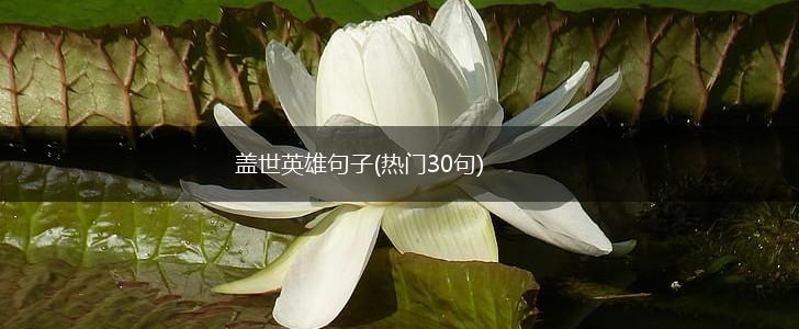 盖世英雄句子(热门30句),第1张