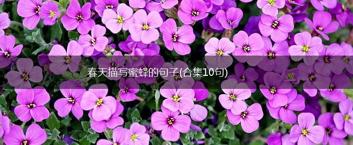 春天描写蜜蜂的句子(合集10句),第1张 春天描写蜜蜂的句子(合集10句),第1张