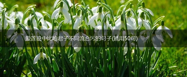 爱莲说中比喻君子不同流合污的句子(通用50句),第1张
