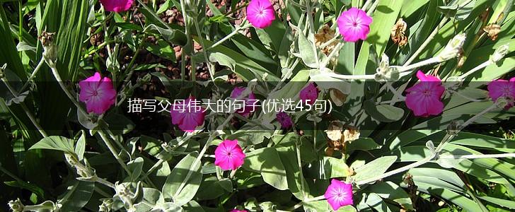 描写父母伟大的句子(优选45句),第1张