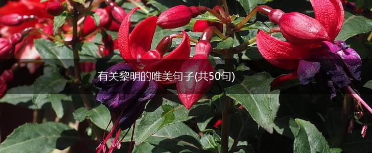 有关黎明的唯美句子(共50句),第1张