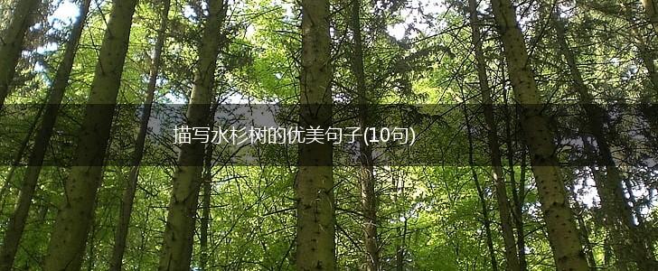 描写水杉树的优美句子(10句),第1张