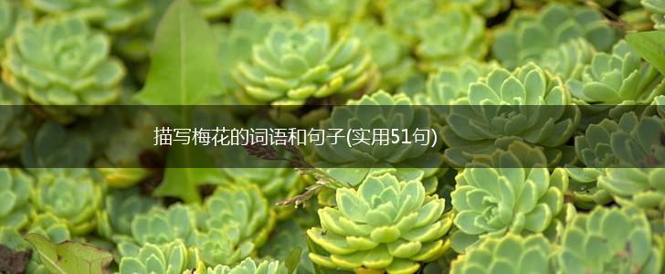 描写梅花的词语和句子(实用51句),第1张