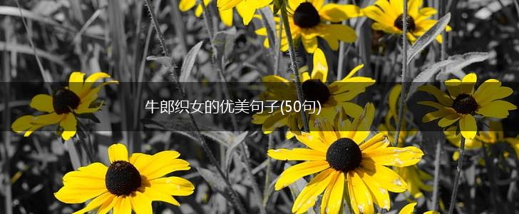 牛郎织女的优美句子(50句),第1张