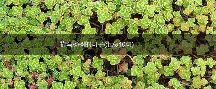 描写杨树的句子(汇总40句),第1张
