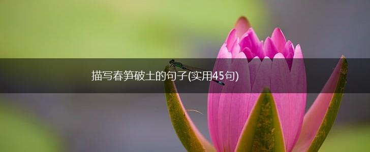 描写春笋破土的句子(实用45句),第1张
