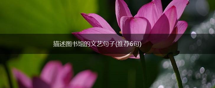 描述图书馆的文艺句子(推荐6句),第1张
