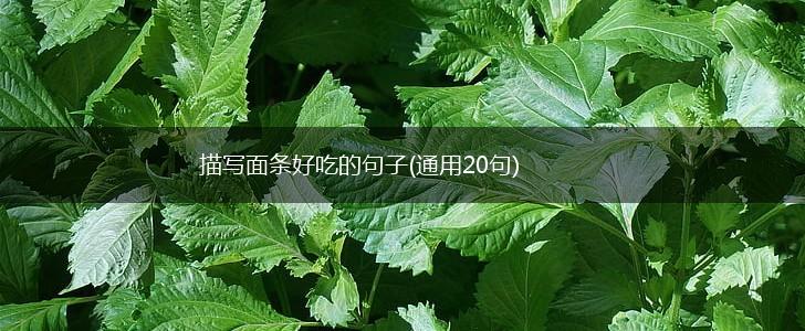 描写面条好吃的句子(通用20句),第1张